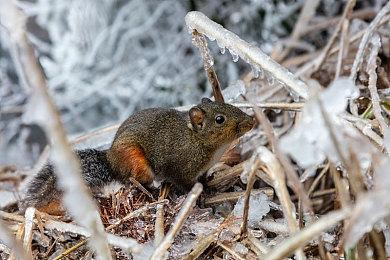 恋爱游戏《与你共度的七日间》年内移植任天堂Switch
